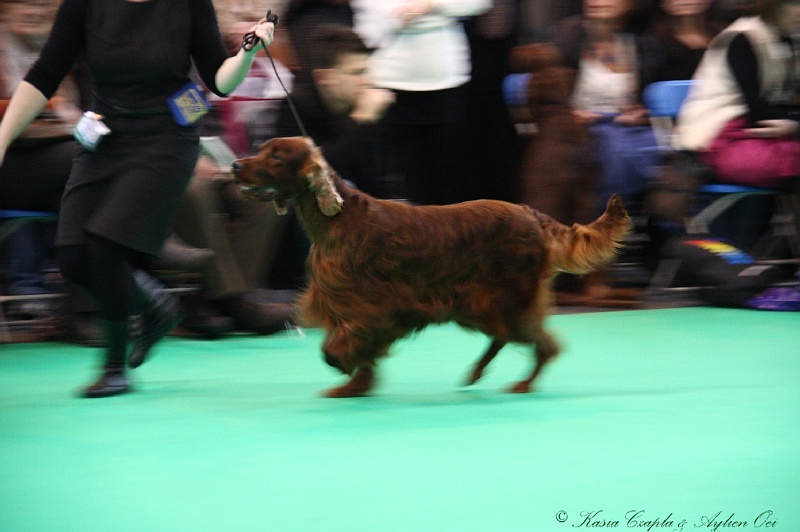 Crufts2011 723.jpg